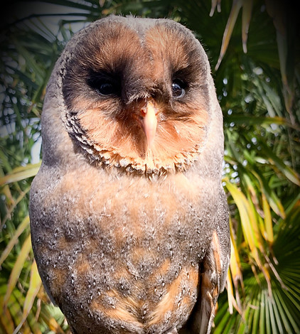 Exmoor Owls Black Barn Owl 'Shadow'
